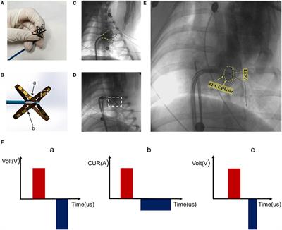 Preclinical Study of Biphasic Asymmetric Pulsed Field Ablation